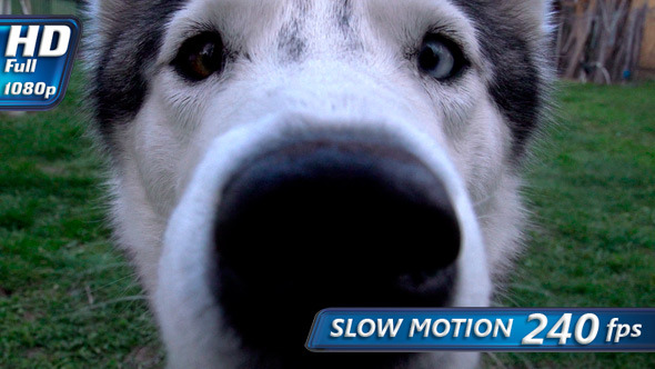 Curious Siberian Husky