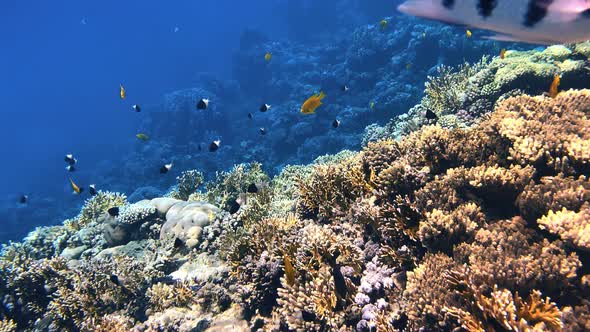 Coral Reef in the Red Sea Underwater Colorful Tropical