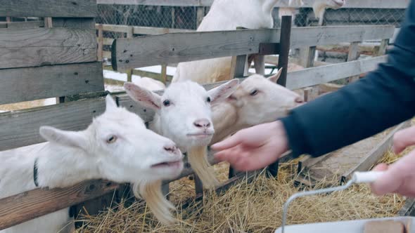 A Guy and a Girl Feed the Goats with Dried Bread in the Paddock