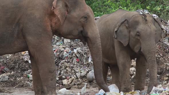 Group of elephants eat trash in a garbage dump with white birds around them