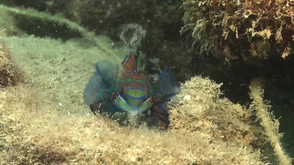 Mandarin fish feeding and spitting sand through gill openings on coral reef wide angle shot