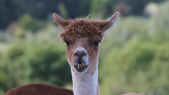 Alpaca Animal Close Up Of Head  Funny Hair Cut And Chewing Action