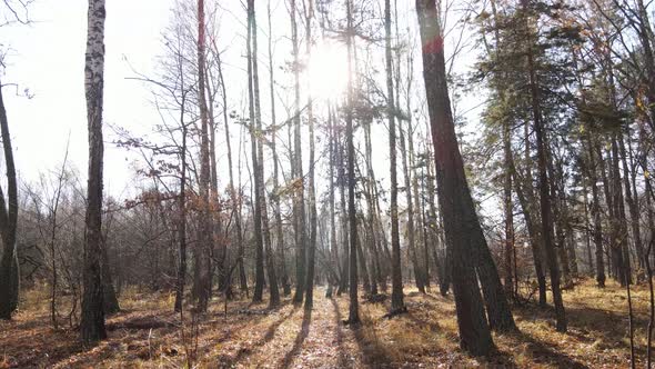 Trees in the Autumn Forest in the Afternoon