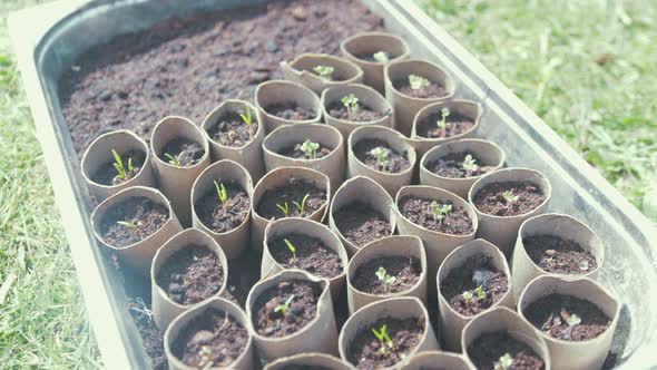 Sprouting vegetables seeds in recycled toilet roll tubes