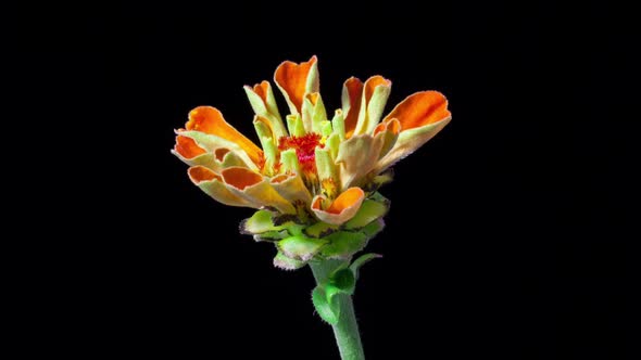 Time Lapse of a Zinnia Flow Blooming