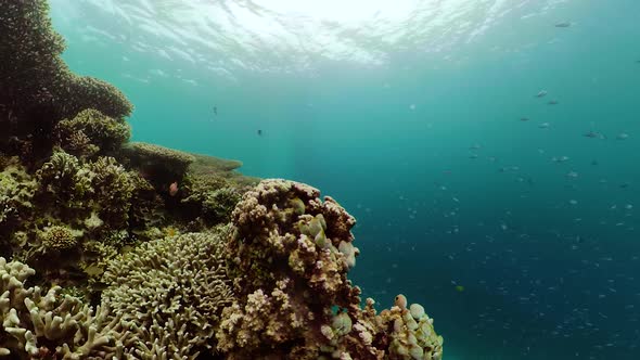 Coral Reef with Fish Underwater. Camiguin, Philippines