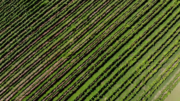 Aerial view of vineyard in Georgia. showing beautiful rows and landscape.