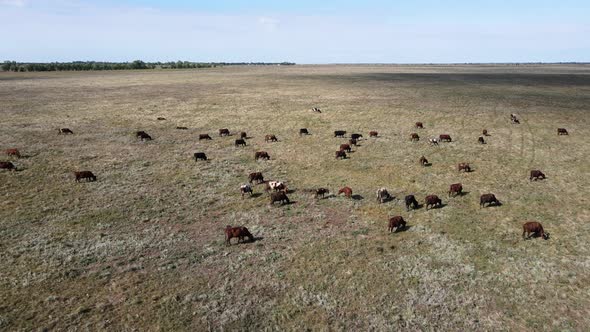 A Big Herd of Cattle Pasture on the Yellow Autumn Field Slide Shot