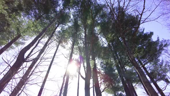 Sunlight piercing through tall trees in the middle of spring.