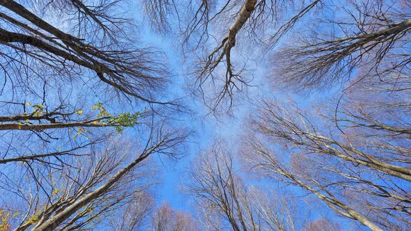 Trees Low Angle (4K)