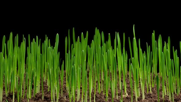 Time Lapse of Growth Fresh Green Grass