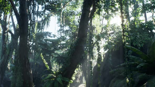 Misty Jungle Rainforest in Fog