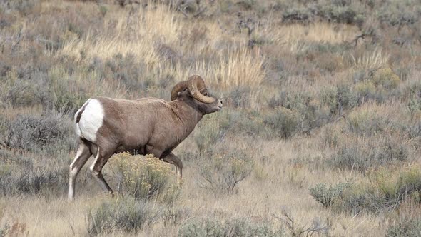 Big Horn Sheep ram running to catch up to herd in the Wyoming wilderness