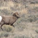 Big Horn Sheep ram running to catch up to herd in the Wyoming wilderness - VideoHive Item for Sale