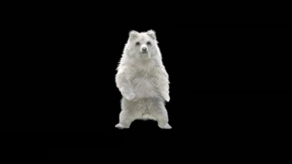 122 White Bear Dancing HD