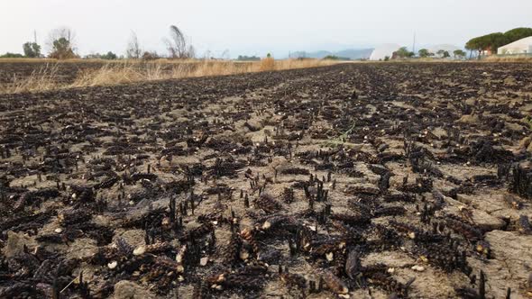 Cornfield Burned By Fire