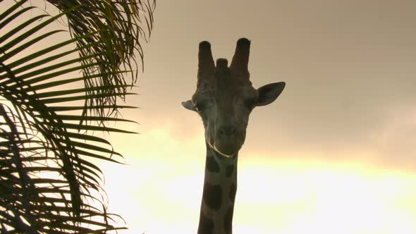 giraffe in epic sunset looking at the camera