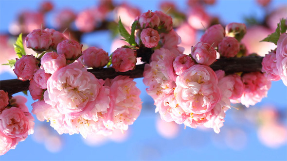 Blossom Pink Sakura Flowers