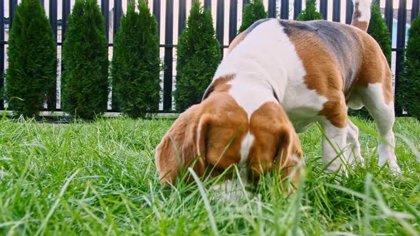Cute Dog Beagle Sniffed Something at Grass Outdoors Search Around