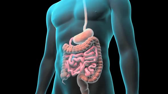 The GI tract is a series of hollow organs joined in a long, twisting tube from the mouth to the anus