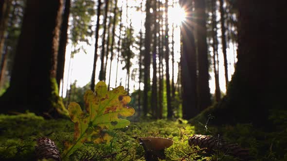 Lights on a heart shape inside of a autumnal leaf - Timelapse of the walking sun and the moving ligh