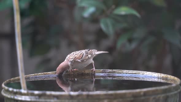 Slow motion footage of a little sparrow birdie drinking and dipping in water bucket.
