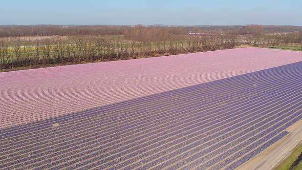 Panoramic Aerial View Of Blossoming Dutch Hyacinth Fields In Duin- en Bollenstreek, Netherlands. pan