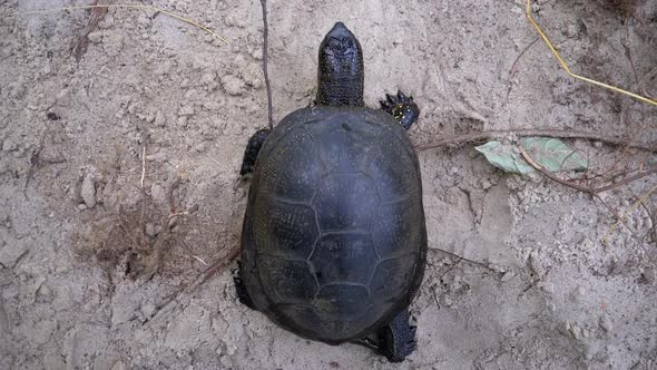 River Turtle Crawling on Sand To Water Near Riverbank. Slow Motion