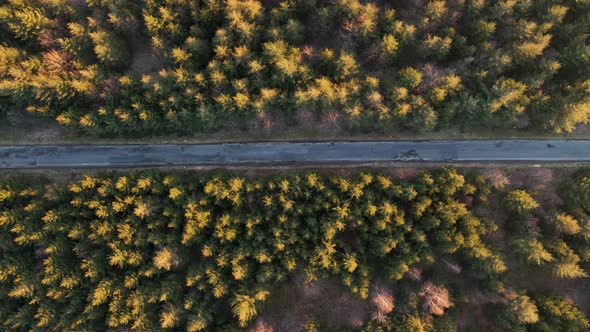 Empty narrow road leading through a beautiful coniferous forest at sunset. High angle aerial trackin