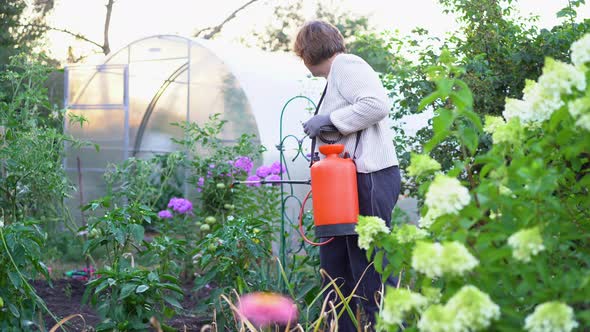 a Woman Sprays and Treats Tomatoes From Diseases and Phytophthora