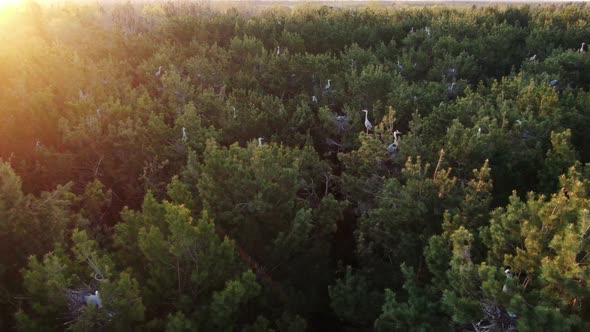 The Nest of the Gray Heron