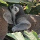 Funny Lemurs Playing and Cleaning the Fur of Each Other in a Leafy Tree in Summer - VideoHive Item for Sale