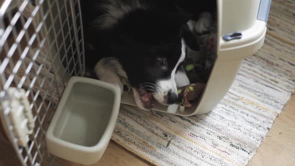 Bored dog chewing on kennel