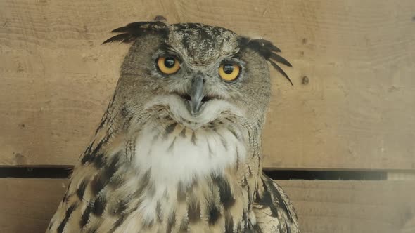 ZOOM IN, Eurasian Eagle owl in captivity turns toward camera