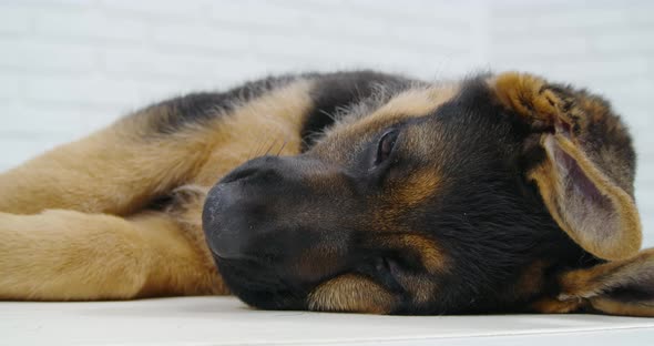 Process of Enjoying Human Touch in Veterinary Clinic