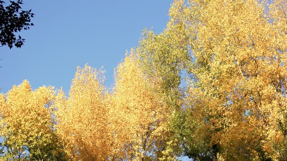 Panorama of Yellow Trees in a Forest.