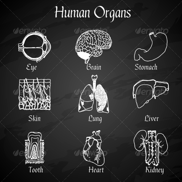 Human Organs Chalkboard Icons