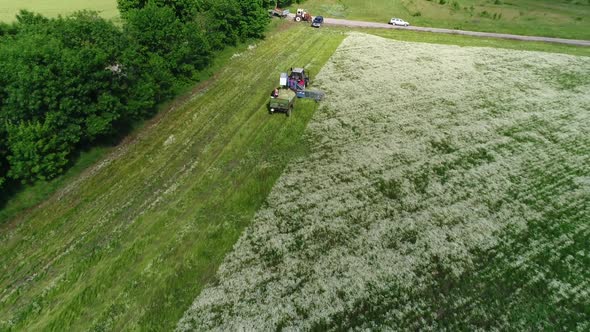 Aerial view of harvesting chamomile fields. White daisies.