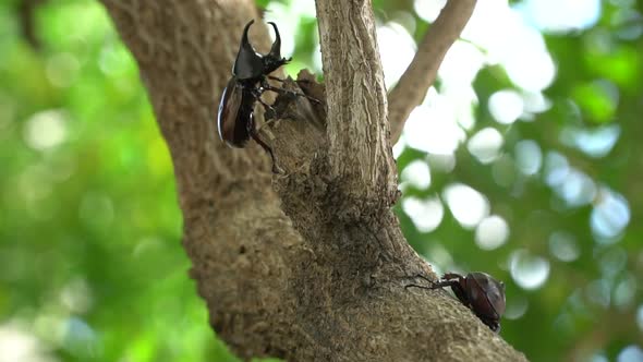 Close Up Of Siamese Rhinoceros Beetle Or Fighting Beetle On The Tree