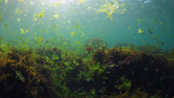 Swimming through seaweed along the ocean floor