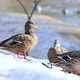 Ducks and drakes in the wild. Early spring. Ducks on the river bank close-up. - VideoHive Item for Sale