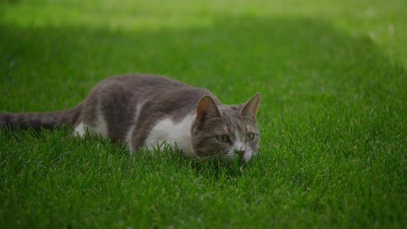 White Tabby Domestic Cat Preparing to Attack While Hunting in the Lawn
