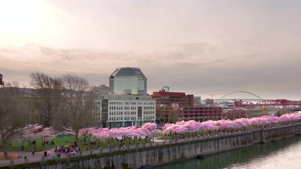 Sunset skyline pan of downtown waterfront lined with cherry blossoms in Spring. Portland, Oregon in