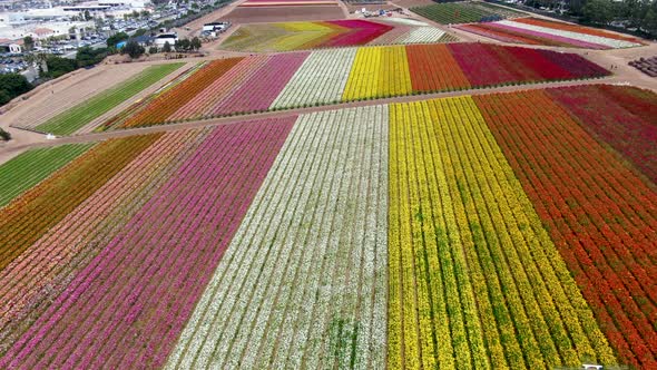 Aerial View of Flower Fields.