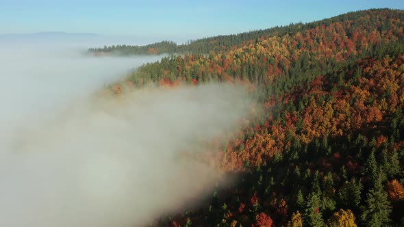 Aerial View Of Foggy Autumn Morning In The Forest - drone descending