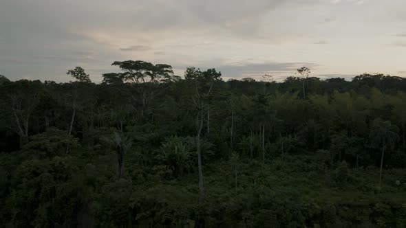 Scenic View Of Exotic Forest Trees In The Amazon Rainforest. Aerial Panning Left Shot