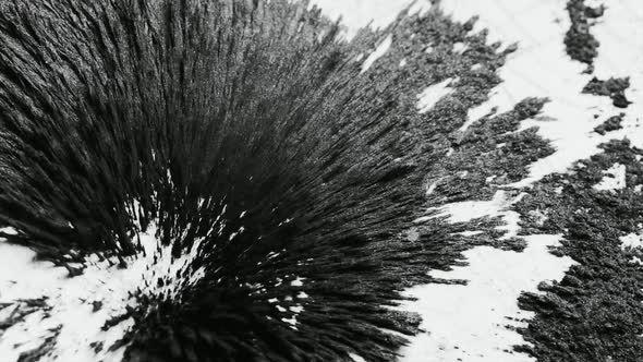 Black Metal Shavings Peek As a Reaction To Magnetic Pull