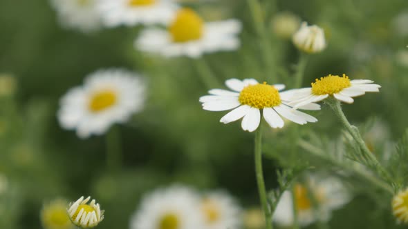 Shallow DOF Matricaria recutita plant  in the field 4K 2160p 30fps UltraHD footage - Close-up of com