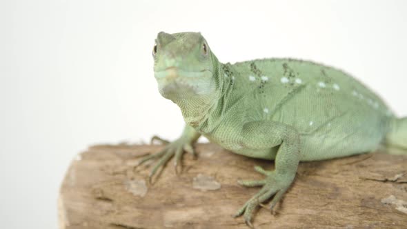 Basilisk lizard looking right at camera on white background