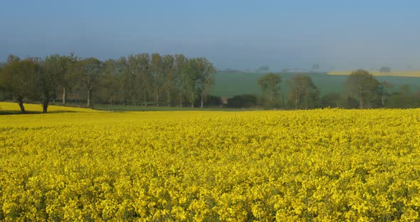 Field of rapeseed (Brassica napus), in the Cotes d Armor department in Brittany, France